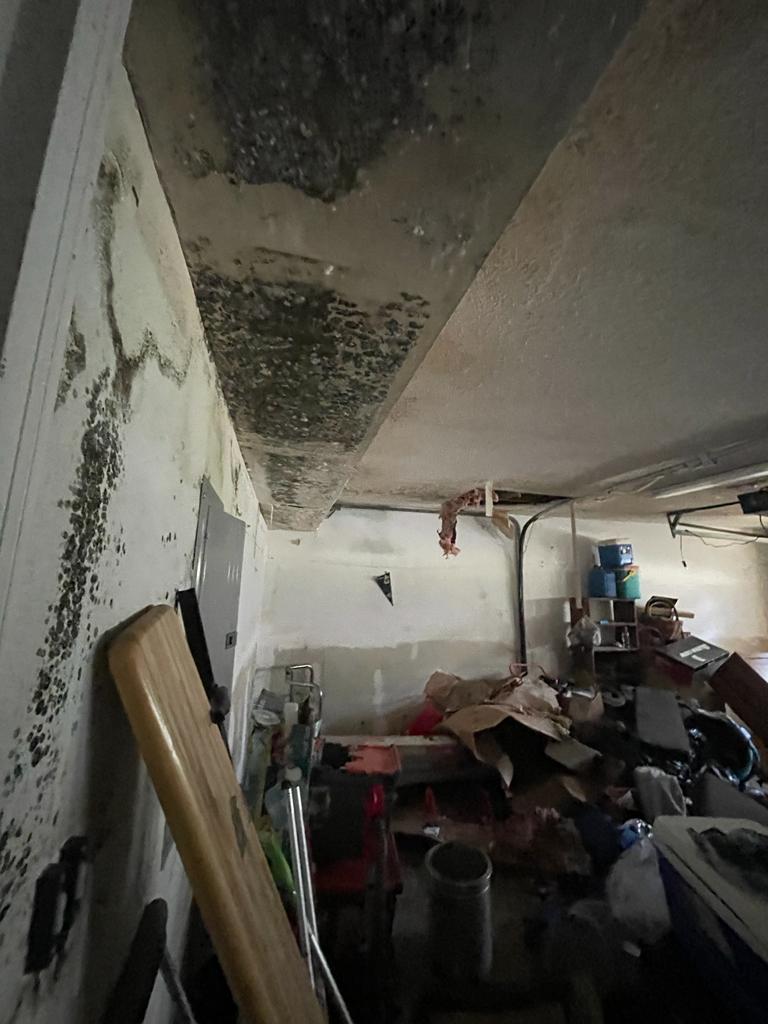 mold in basement as a result of water damage