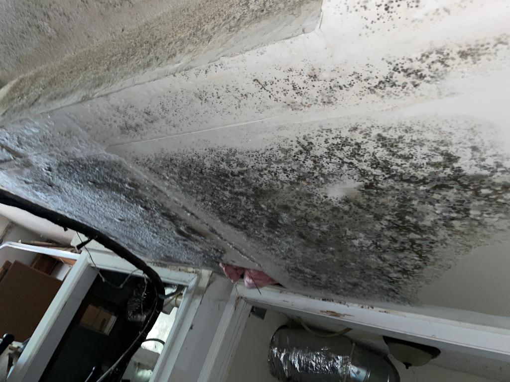 mold in basement as a result of water damage