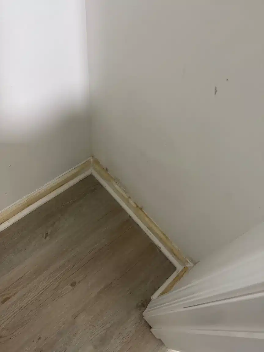 Corner with the baseboard lifted, showing where water tracked along the wall and floor junction