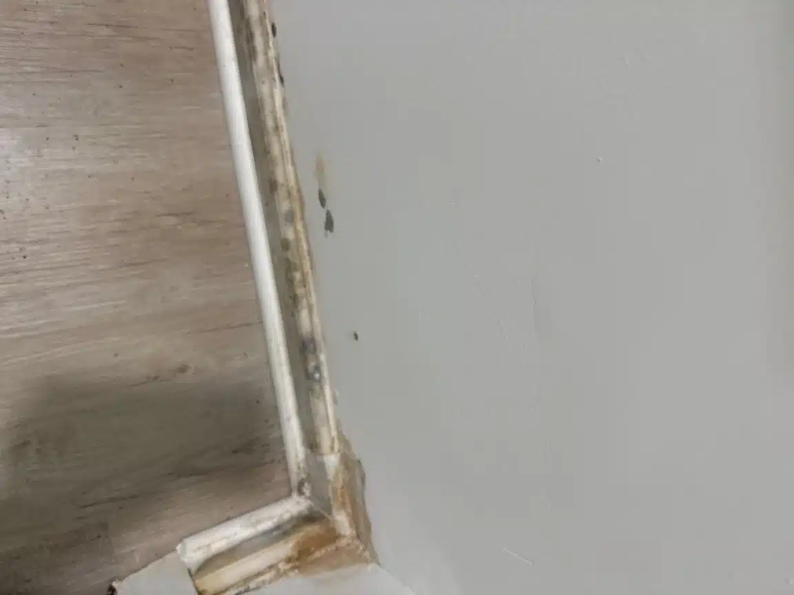 Drywall cut back at the wall and floor junction where moisture had been sitting