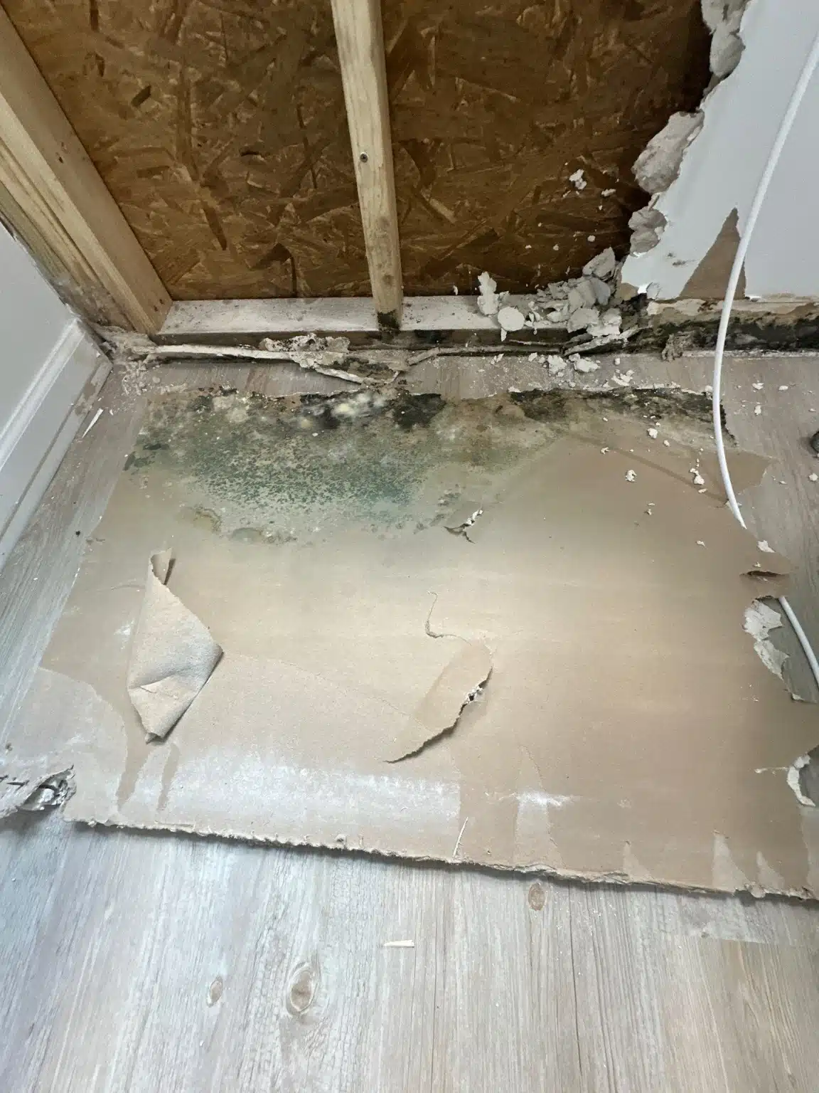 Growth on the subfloor and lower wall revealed once the flooring was lifted