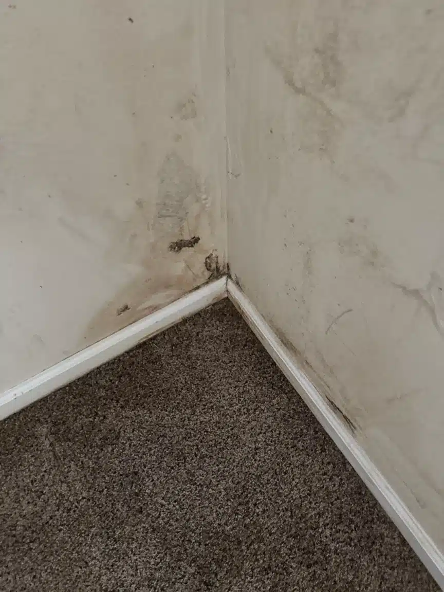 Growth along the baseboard and wall base above the carpet before removal