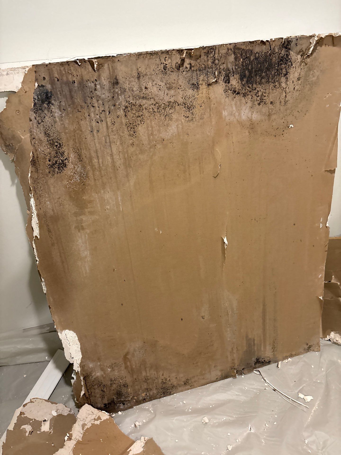 Close detail of dark mold growth on a building surface